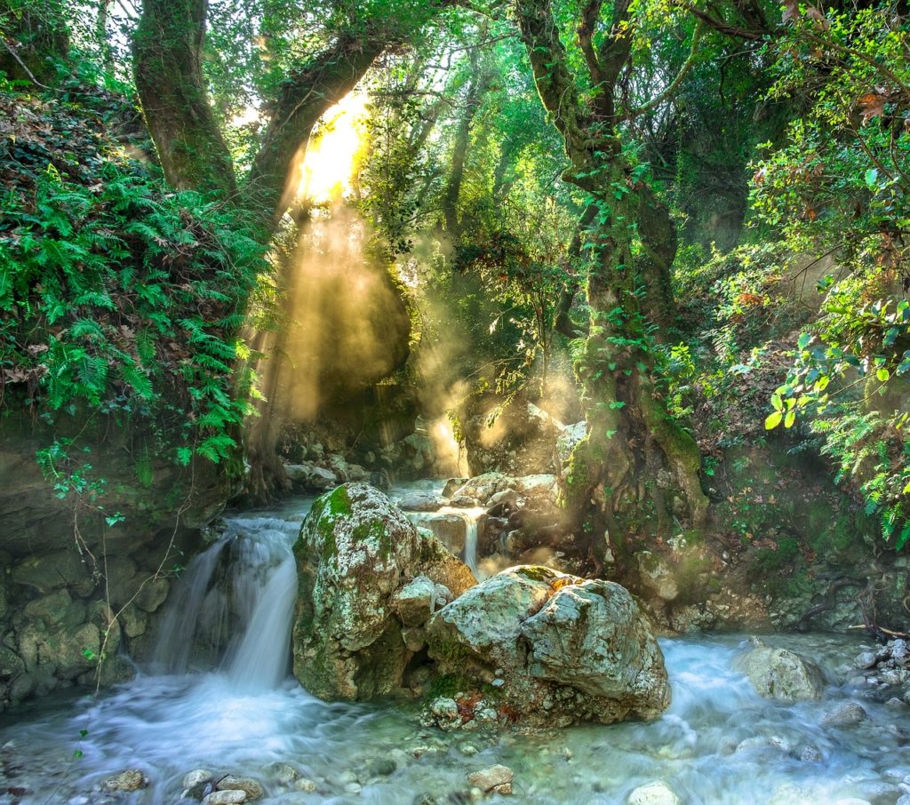 rainforest, jungle, stream, trees, forest, river, landscape, nature, sunbeams, rainforest, rainforest, rainforest, jungle, jungle, jungle, jungle, jungle, forest, forest, river