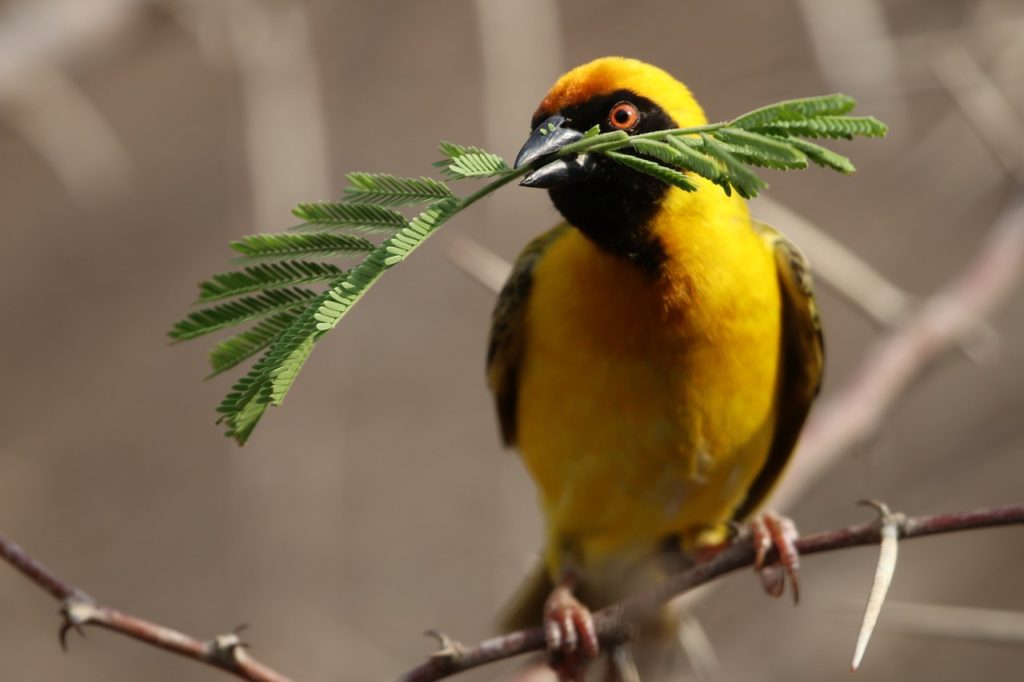 bird, perched, animal, feathers, plumage, beak, bill, bird watching, ornithology, animal world, nature, bird, bird, bird, bird, bird, animal, animal, animal