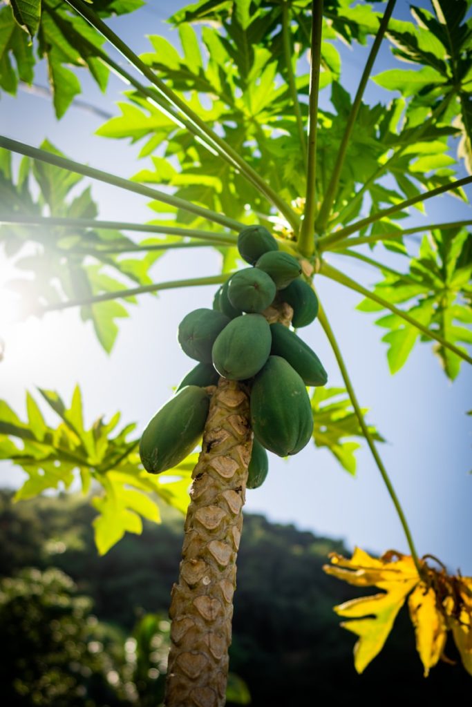 papaza tree